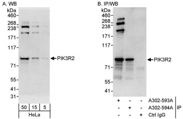 Anti-PIK3R2