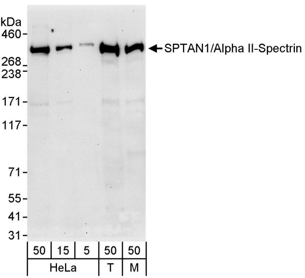 Anti-SPTAN1/Alpha II-spectrin
