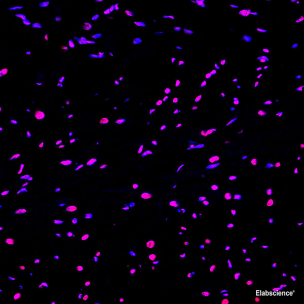 One-step TUNEL in situ Apoptosis Kit (Red, AF647)