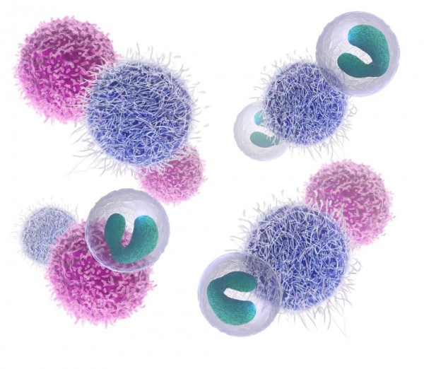 Fresh human peripheral blood mononuclear cells (PBMC) from whole human blood in K3EDTA - male donor