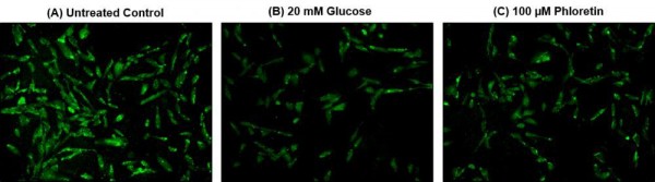 Cell Meter(TM) 2-NBDG Glucose Uptake Assay Kit