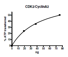 CDK2 (no tag)/CyclinA2 (His-GST-tag), active human recombinant protein