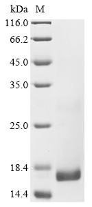 Phospholipase A2, partial, Crotalus atrox, recombinant