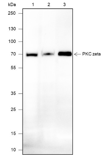 Anti-Recombinant PKC zeta, clone A658