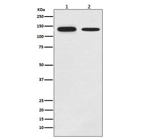 Anti-GHR / Growth Hormone Receptor, clone 17G57