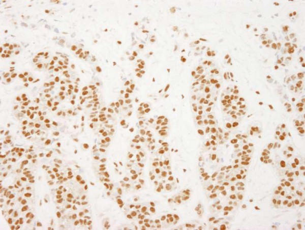 Anti-NELFE (IHC)