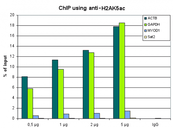 Anti-H2AK5ac