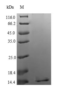 Apoptosis regulatory protein Siva (SIVA1), human, recombinant