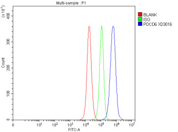 Anti-PDCD6 / Programmed cell death protein 6