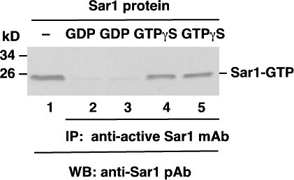 Anti-Active Sar1, monoclonal