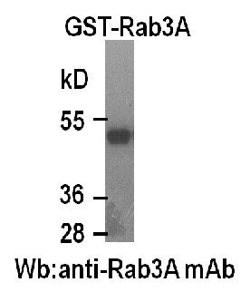 Anti-Rab3A, monoclonal