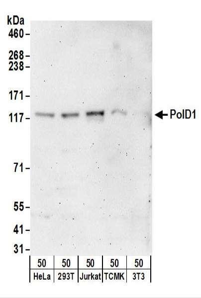Anti-PolD1