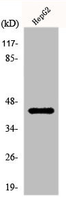 Anti-KCNAB3