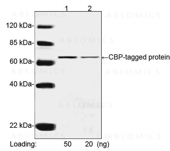 Anti-Mouse Monoclonal Antibody to CBP Tag (Clone: 1D11E5)