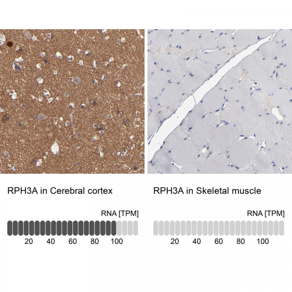 Anti-RPH3A