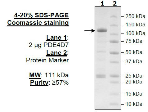 PDE4D7, active human recombinant protein, GST-tag