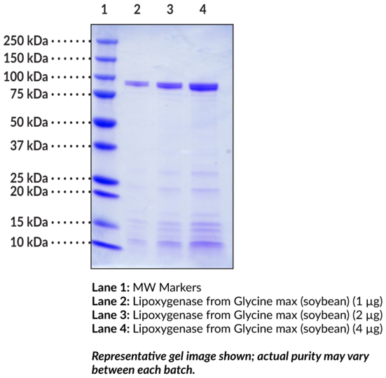 Lipoxygenase from Glycine max (soybean) - Purified