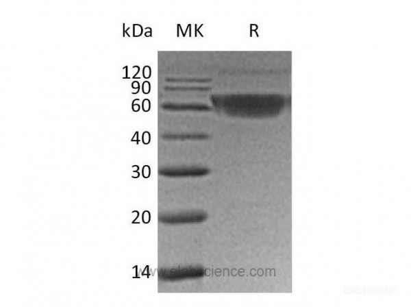 PDCD1/PD-1/CD279 Protein(C-mFc) (recombinant human)