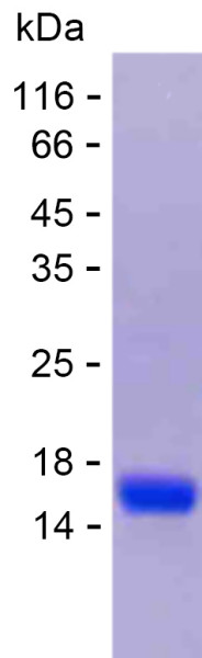 Recombinant Human RIMS2 Protein