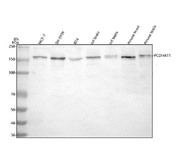Anti-PCDHA11 / Protocadherin alpha 11