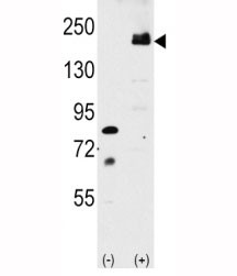 Anti-LRP6