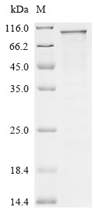 Segment polarity protein dishevelled homolog DVL-3(DVL3), human, recombinant