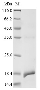 Solute carrier family 2, facilitated glucose transporter member 1 (Slc2a1),partial, rat, recombinant