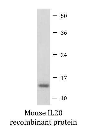 Mouse IL20 recombinant protein (Active)
