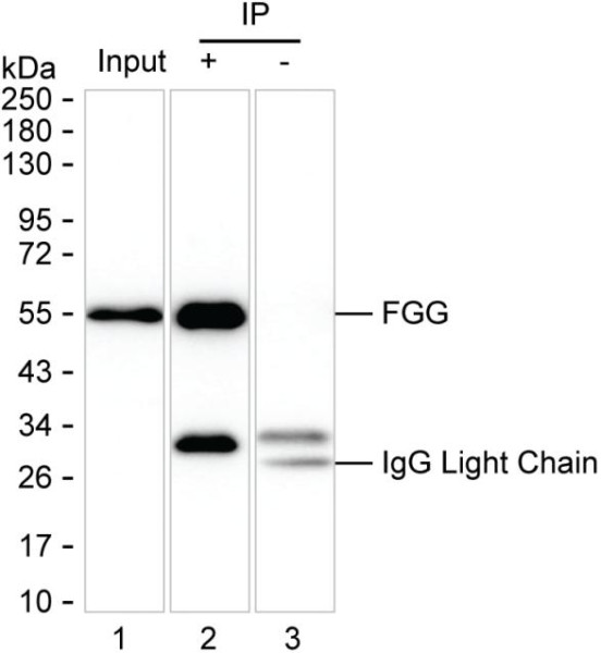Anti-Fibrinogen gamma Chain