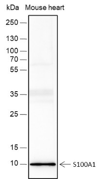 Anti-Recombinant S100A1, clone A415