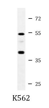 Anti-eIF3E