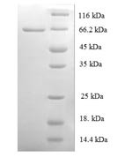 Origin recognition complex subunit 4 (ORC4), human, recombinant
