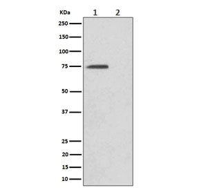 Anti-phospho-eIF4B (Ser406), clone 29E04