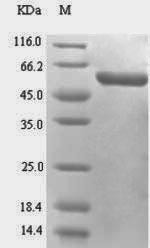 Mucosal addressin cell adhesion molecule 1 (Madcam1), partial, rat, recombinant