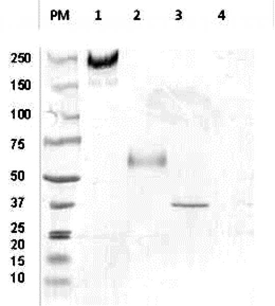 Anti-EpCam (Human), Azide Free Clone B-P43