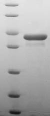 Programmed cell death protein 5 (PDCD5), human, recombinant