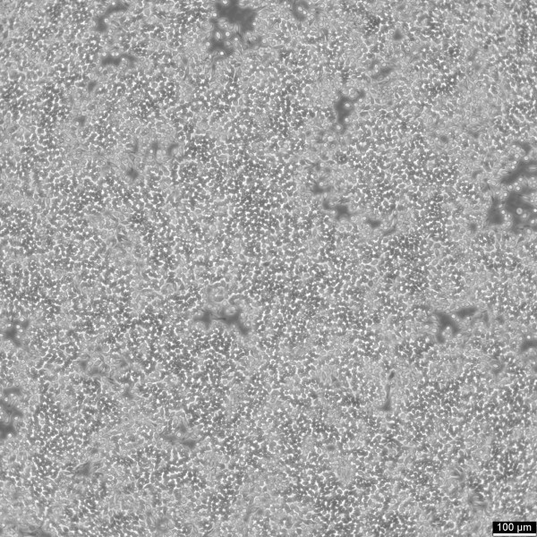 RAW 264.7 Cells