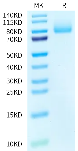 Biotinylated Human PSGL-1 Protein