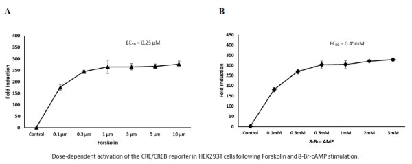 CRE/CREB Dual Reporter Vector