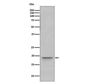 Anti-MBP / Myelin Basic Protein, clone IIE-13