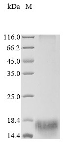 Virus attachment protein p12 (Pret-110), African swine fever virus, recombinant