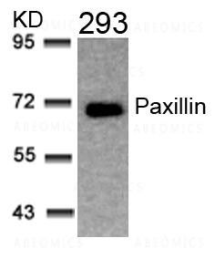 Anti-Paxillin (Ab-31)