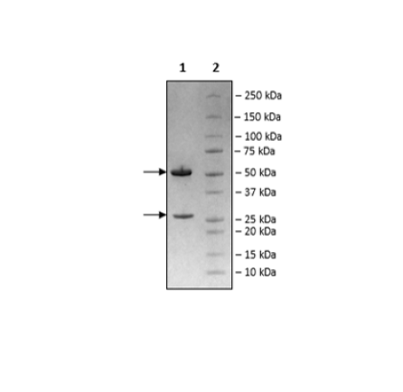 Anti-FGFR2b Antibody (Bemarituzumab)