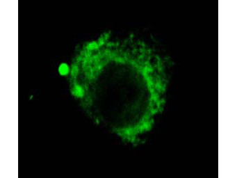 Anti-LAMP2, clone GL2A7