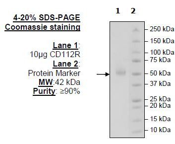 CD112R, Fc-Fusion, Avi-Tag, Biotin-Labeled (Human) HiP(TM)