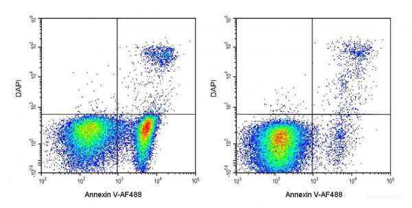 Annexin V-AF488 / DAPI Apoptosis Detection Kit