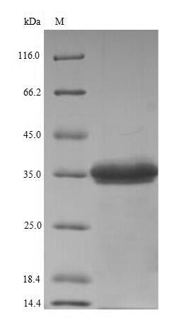 Gamma-hemolysin component C (hlgC), Staphylococcus aureus, recombinant