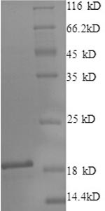 Cytosol aminopeptidase (LAP3), partial, bovine, recombinant