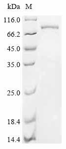 Protocadherin beta 7 (PCDHB7), partial, swine, recombinant