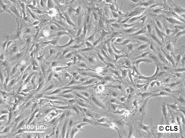 OK Cells